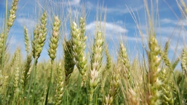 Con 92% del trigo trillado, proyectan una cosecha de 18,5 millones de toneladas