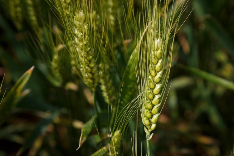 Nuevas variedades de trigo y controles sanitarios: las novedades de cara a una nueva campaña récord